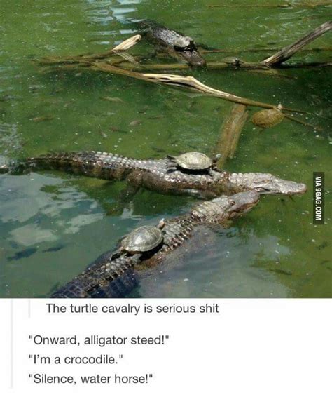 Cute meme turtle alligator crocodile | Funny pictures, Bones funny, Tumblr funny