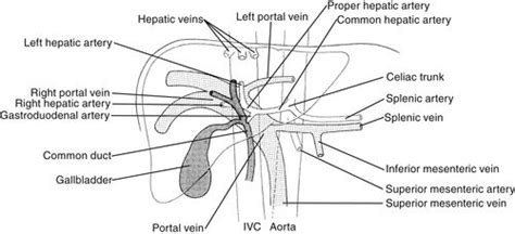 Liver Scanning Protocol Radiology Key