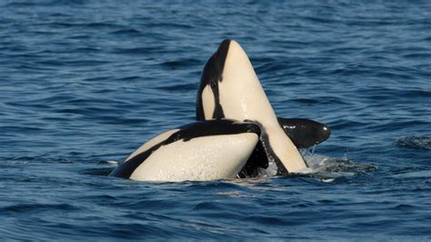 6 Possible Reasons Why Killer Whales Are Attacking Boats