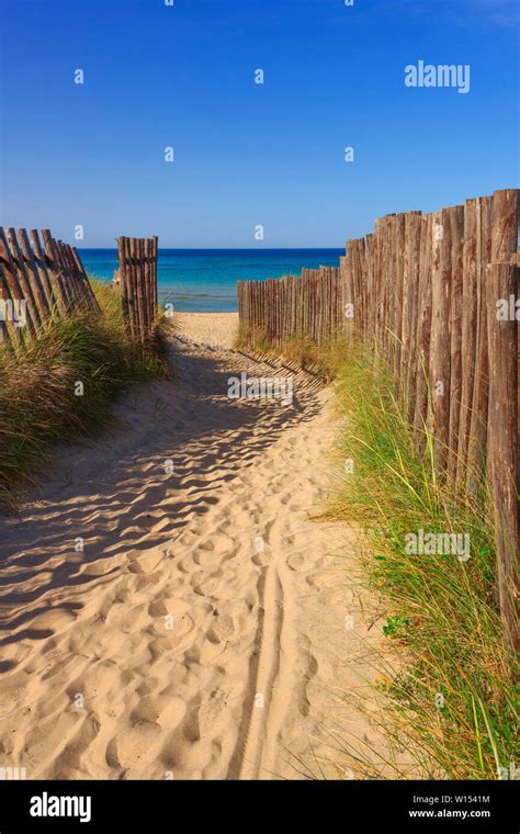 Beach Fence Sand Dunes Dune Grass Sunny Dune Sand Hi Res Stock