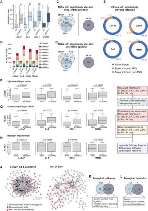 Minor Intron Splicing Is Critical For Survival Of Lethal Prostate