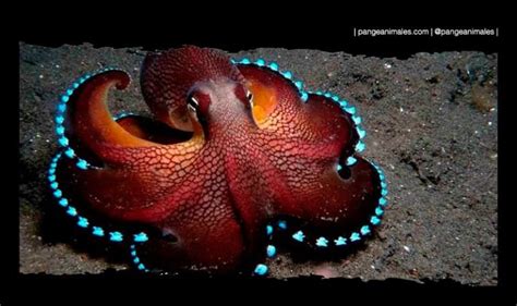 Pulpo Caracter Sticas Qu Come H Bitat Y Curiosidades Pangea