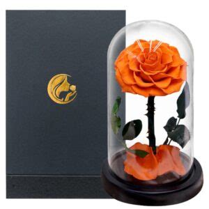 Rose Ternelle Naturelle Jaune Sous Cloche En Verre Coffret Cadeau