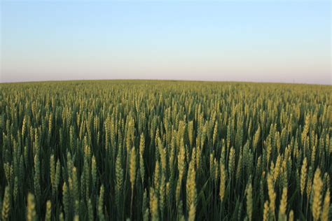 Como aproveitar o inverno para produzir pré secado e silagem de trigo