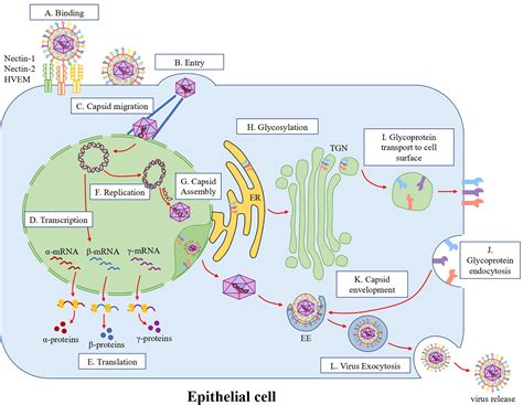 Frontiers Crosstalk Between Epithelial Cells Neurons And Immune