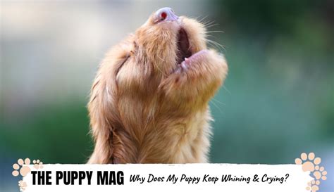 Why Does My Puppy Keep Whining & Crying? Tips & Advice – The Puppy Mag