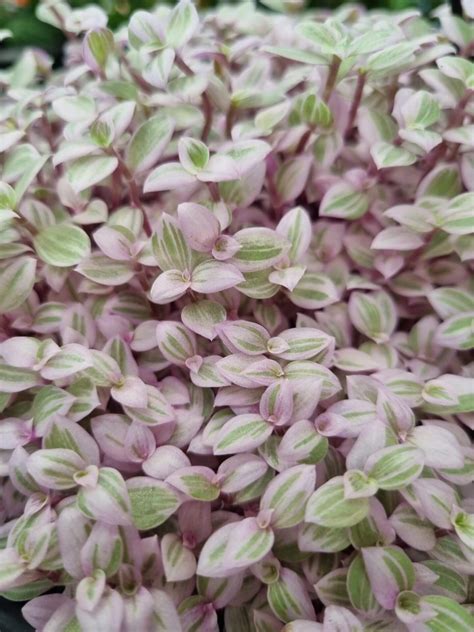 Callisia 'Pink Panther' 8" Pot - Hello Hello Plants