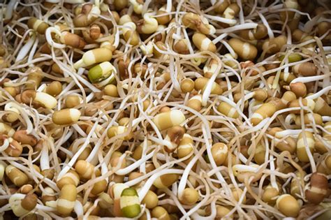 What Is The Nutritional Value Of Sprouted Moong Per 100g And Is Sprouted Moong Per 100g Healthy