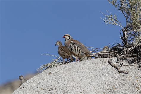 chukar ndow