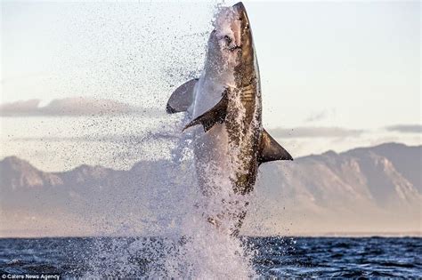 Incredible moment great white shark leaps from water to catch a seal