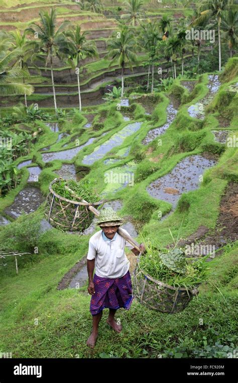 Cultivation Of Rice Stock Photo Alamy