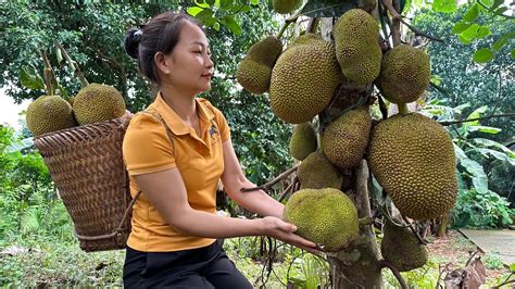 Harvesting JACKFRUIT Goes To The Market Sell Take Care Of The Farm