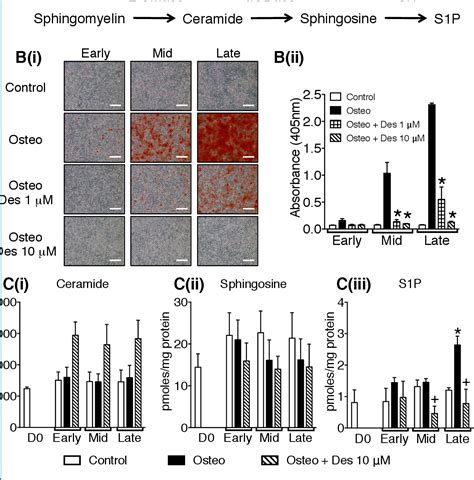 Figure 1 From Sphingosine 1 Phosphate Activation Of ERM Contributes To