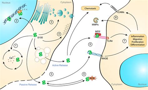 Role Of S100 Protein In Cell Housekeeping And Inflammation S100 Download Scientific Diagram