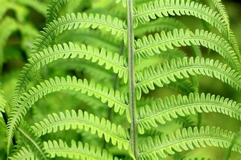 How To Grow Ferns From Spores Germination Planting Care And Guide For Beginners