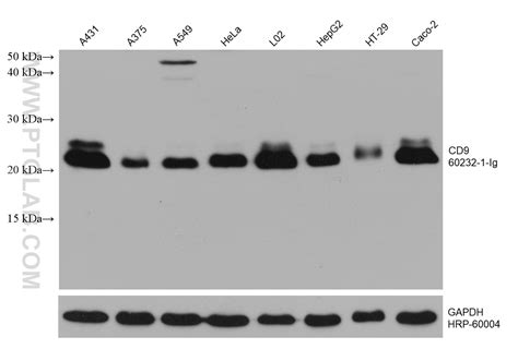 Cd Antibody Ig Proteintech