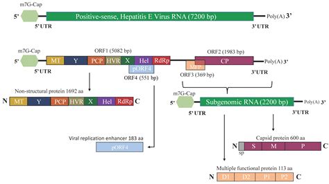 Viruses Free Full Text The Re Emergence Of Hepatitis E Virus In