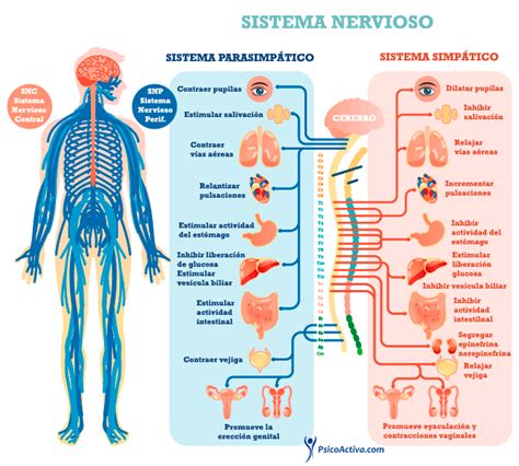 Relaci N Entre Sistema Nervioso Y Reproductivo Mind Map