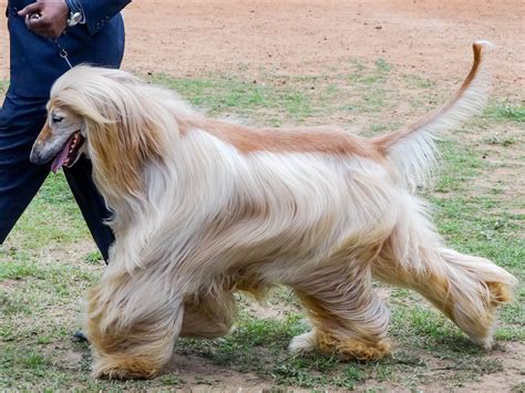 Afghan Hound Dog Breed » Information, Pictures, & More