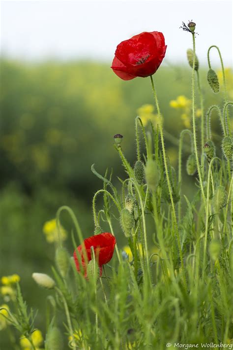 Coquelicots Morgane Wollenberg Flickr