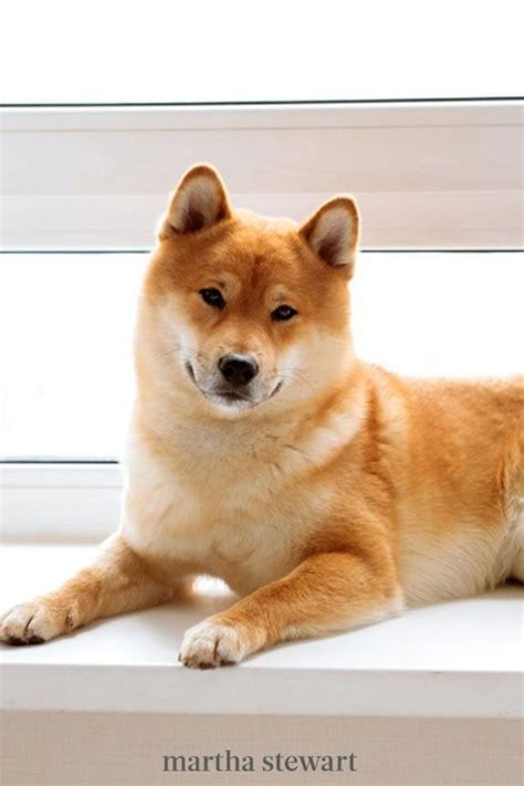What Is The Doge Breed - COGODI