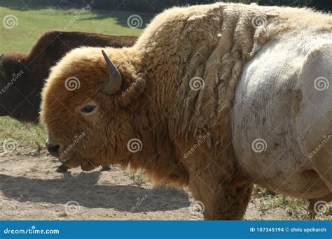 Great white buffalo stock photo. Image of indians, sacred - 107345194