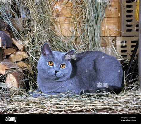 Domestic Cat House Cat Chartreux Felis Silvestris F Catus Lying