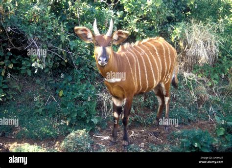 Rare Endangered Bongo Forest Antelope Fotos Und Bildmaterial In Hoher