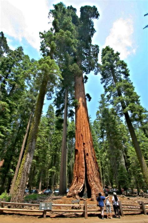 Гиперион секвойя Много фото treepics ru