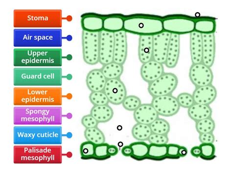 Igcse Leaf Structure Labelled Diagram