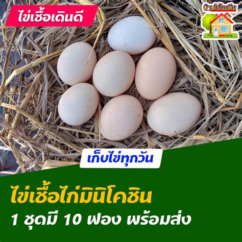 ไข่เชื้อไก่มินิโคชิน สำหรับการฟัก 10 ฟอง Shopee Thailand