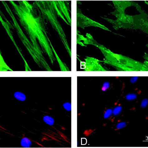 Effect Of Nocodazole On Microtubule Arrays And Cytochalasin B On