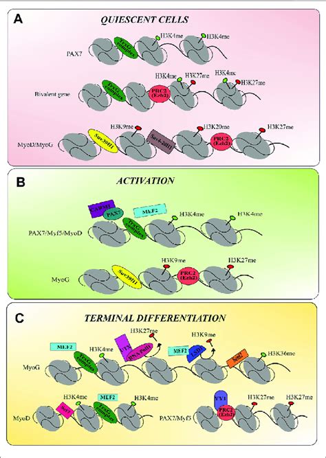 The Epigenetic Modulation Of Histone Methyltransferases During