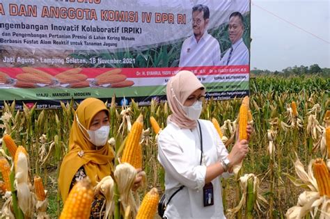 Bulog Serap Produksi Jagung Dalam Negeri