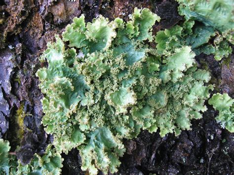 Lichens Habitat Types And Structure Overall Science