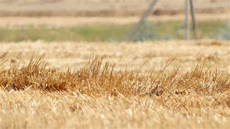 Mirage Heat Waves Over Wheat Field On Extreme Hot Summer Weather Stock Video Video Of Climate