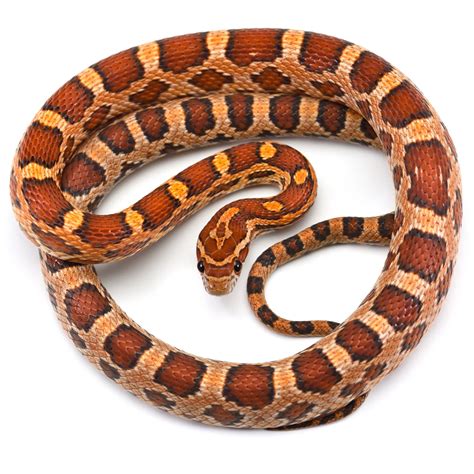 Petco Snakes Store Aikicai Org