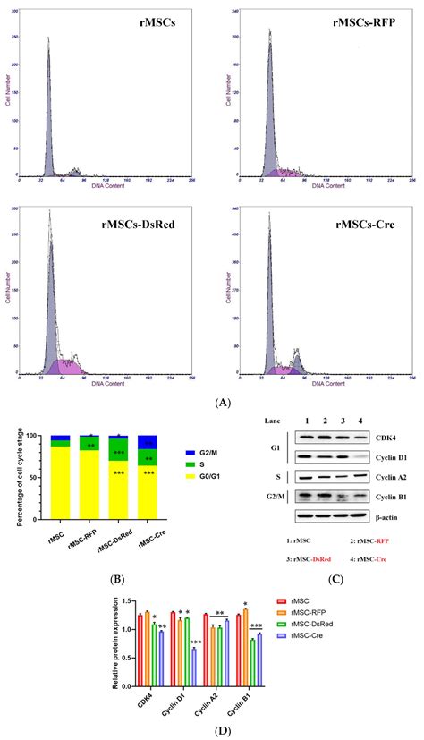 Cells Free Full Text Differentiation Capacity Of Bone Marrow Derived Rat Mesenchymal Stem