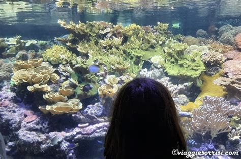 Acquario Di Genova Consigli Utili Per La Visita Viaggi E Sorrisi