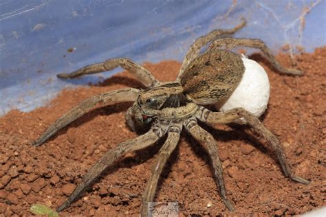 Tipos De Aranha Lobo - Aranha lobo: características, habitat, alimentação e reprodução