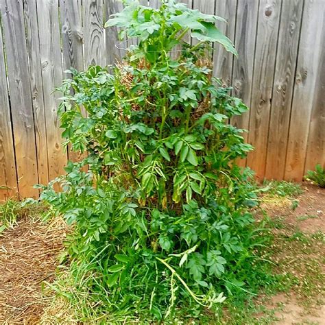 DIY Potato Tower For The Garden: Creating Homemade Potato Towers ...