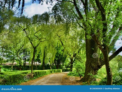 The Pathway Of Weeping Willows Stock Image Image Of Springtime