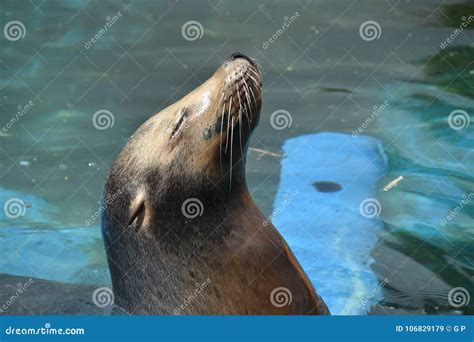 Resting sea lion stock image. Image of animal, external - 106829179