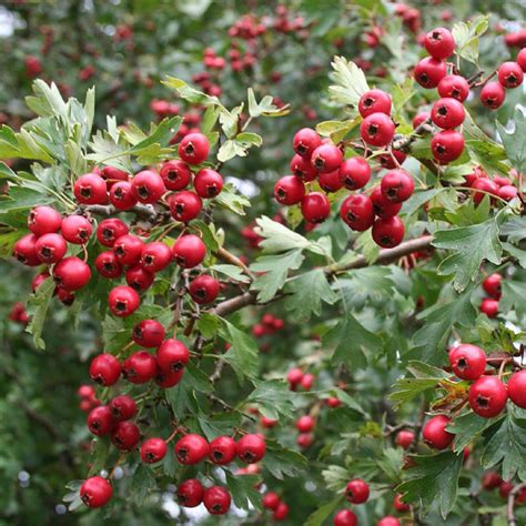 Садовый боярышник – посадка и уход в открытом грунте, сорта с фото