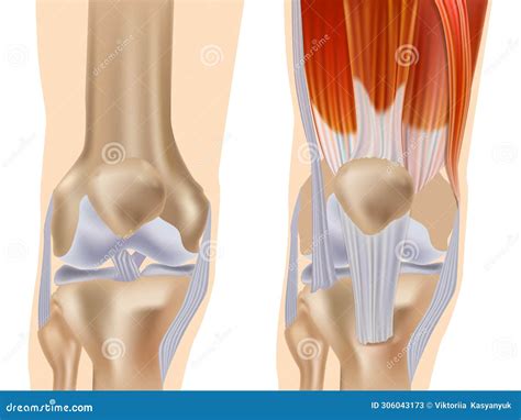 Anatomy Of The Knee Joint Front View Knee Muscles And Ligaments Parts