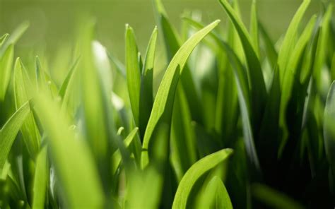 Wallpaper Sunlight Green Leaf Flower Flora Meadow Lawn Computer Wallpaper Close Up