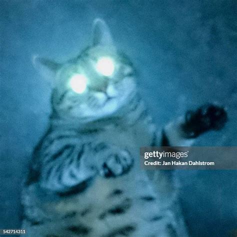 3109 Scary Cats Stock Photos High Res Pictures And Images Getty Images