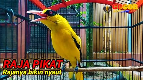 Kepodang Emas Gacor Kicau Suara Burung Kepodang Gacor Raja Pikat Ini