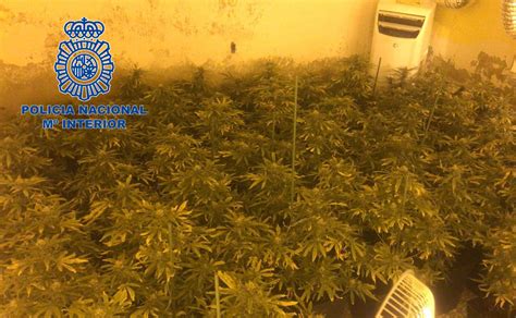 Detenido Por Cultivo De Marihuana En Una Casa De La Barriada Pacense De