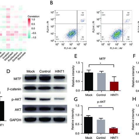 Oncogenic Role Of Hint In Breast Cancer Cells A Expression Pattern